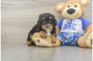 Mini Bernedoodle Puppy for Adoption