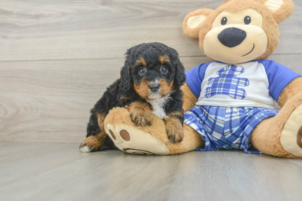 Mini Bernedoodle Puppy for Adoption