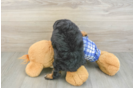 Fluffy Mini Bernedoodle Poodle Mix Pup