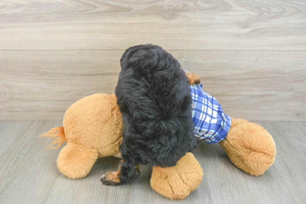 Fluffy Mini Bernedoodle Poodle Mix Pup