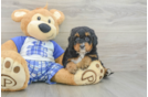 Cute Mini Bernedoodle Baby