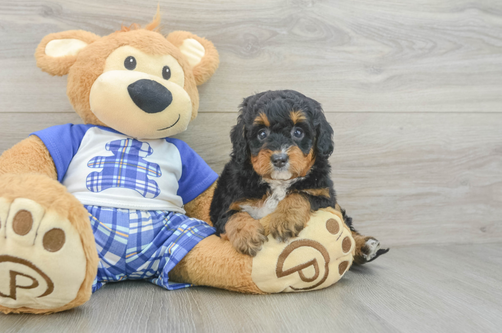 5 week old Mini Bernedoodle Puppy For Sale - Florida Fur Babies
