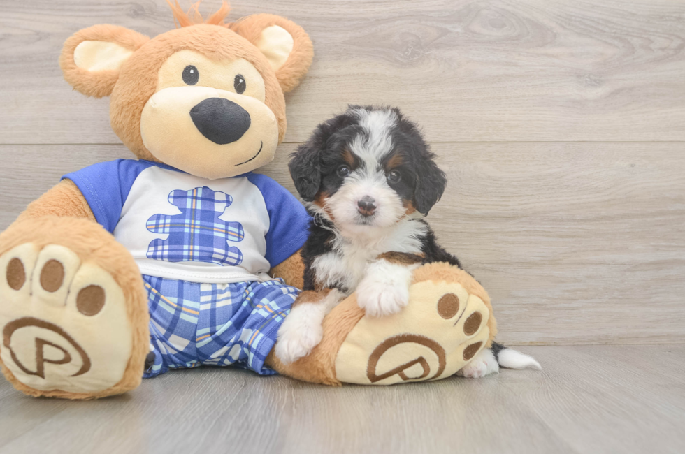 5 week old Mini Bernedoodle Puppy For Sale - Florida Fur Babies