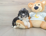 7 week old Mini Bernedoodle Puppy For Sale - Florida Fur Babies