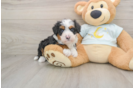 Popular Mini Bernedoodle Poodle Mix Pup