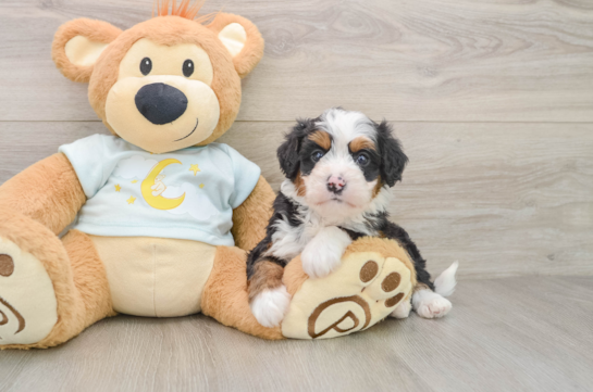 Friendly Mini Bernedoodle Baby