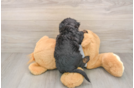 Energetic Mini Bernesedoodle Poodle Mix Puppy