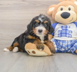 7 week old Mini Bernedoodle Puppy For Sale - Florida Fur Babies