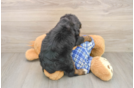 Fluffy Mini Bernedoodle Poodle Mix Pup