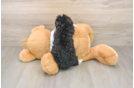 Mini Bernedoodle Pup Being Cute