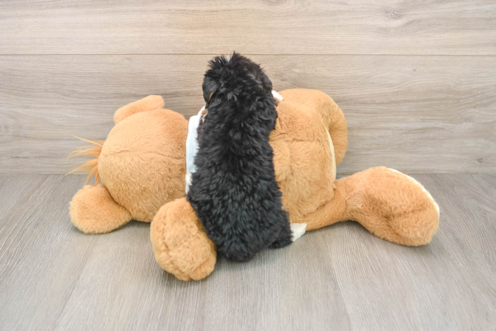 Mini Bernedoodle Pup Being Cute