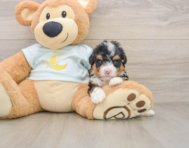 6 week old Mini Bernedoodle Puppy For Sale - Florida Fur Babies