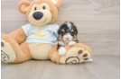 Cute Mini Bernedoodle Baby