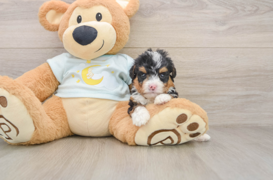Cute Mini Bernedoodle Baby