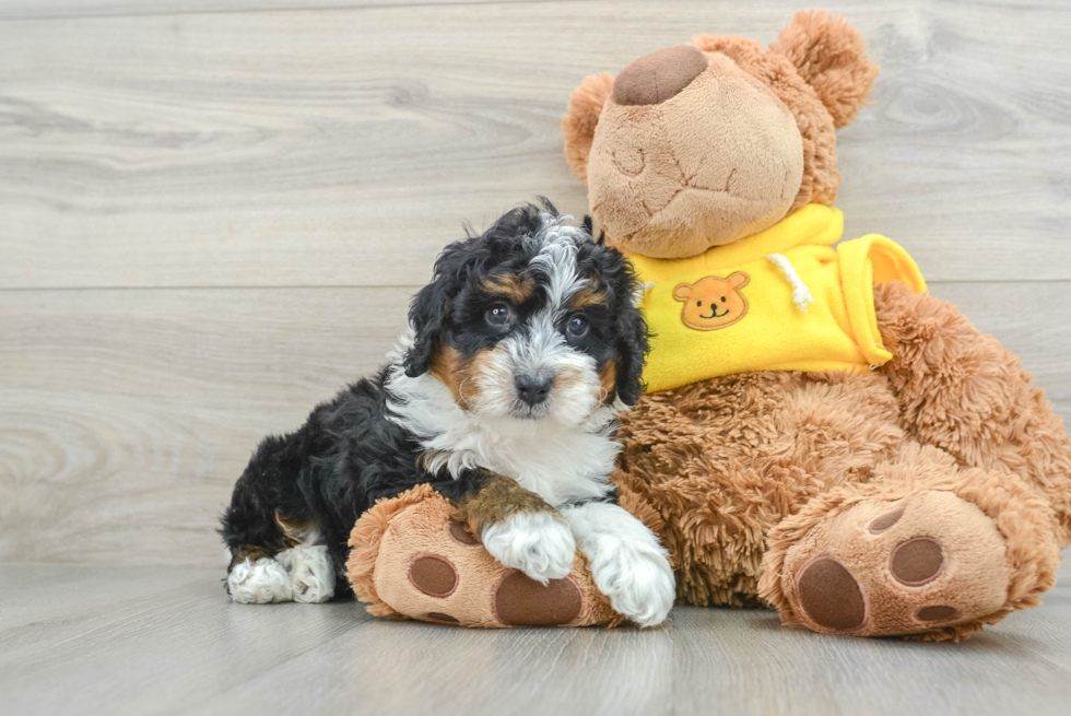 Happy Mini Bernedoodle Baby