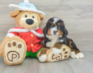 6 week old Mini Bernedoodle Puppy For Sale - Florida Fur Babies