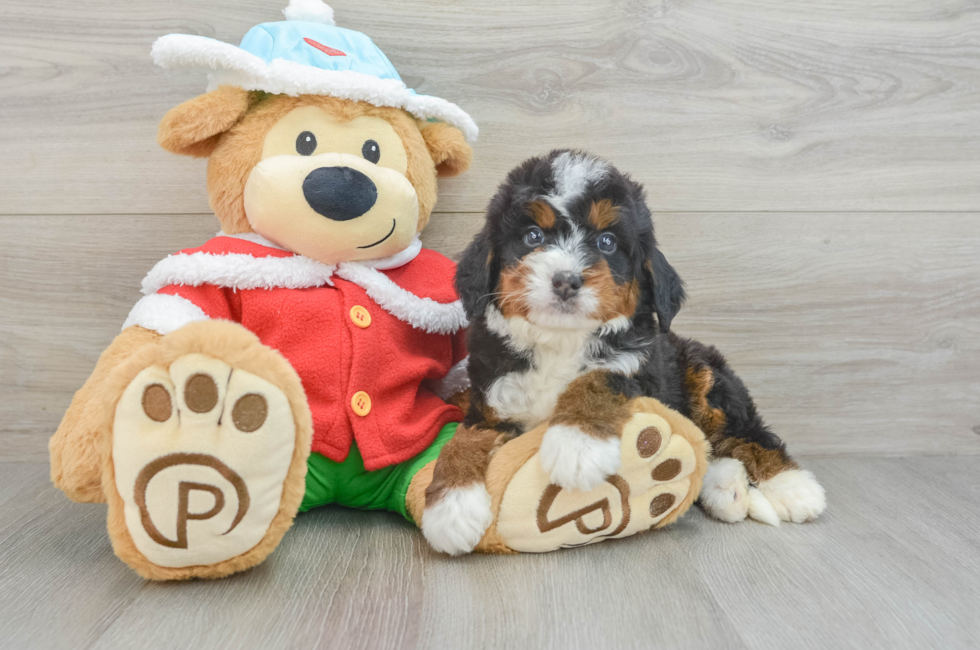 5 week old Mini Bernedoodle Puppy For Sale - Florida Fur Babies