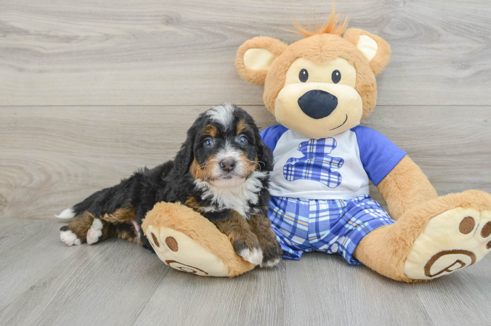 5 week old Mini Bernedoodle Puppy For Sale - Florida Fur Babies