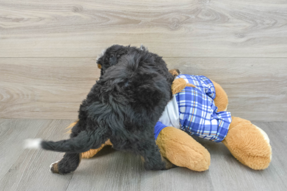 Energetic Mini Bernesedoodle Poodle Mix Puppy