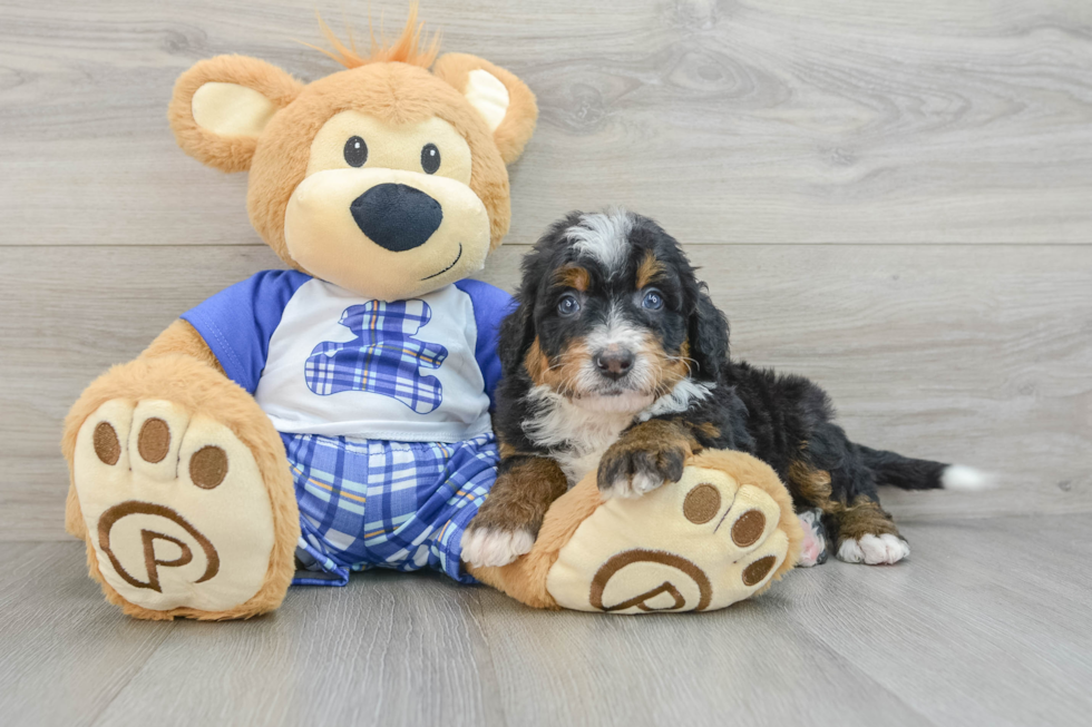 Little Mini Bernese Poodle Poodle Mix Puppy