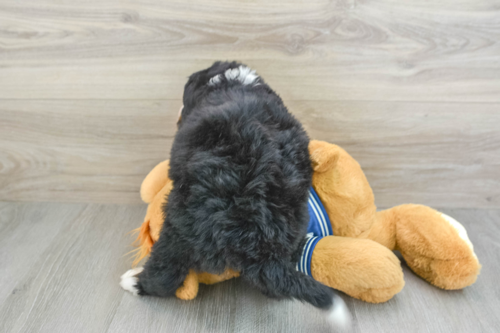 Cute Mini Bernedoodle Baby