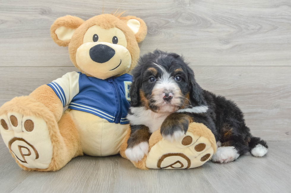 5 week old Mini Bernedoodle Puppy For Sale - Florida Fur Babies