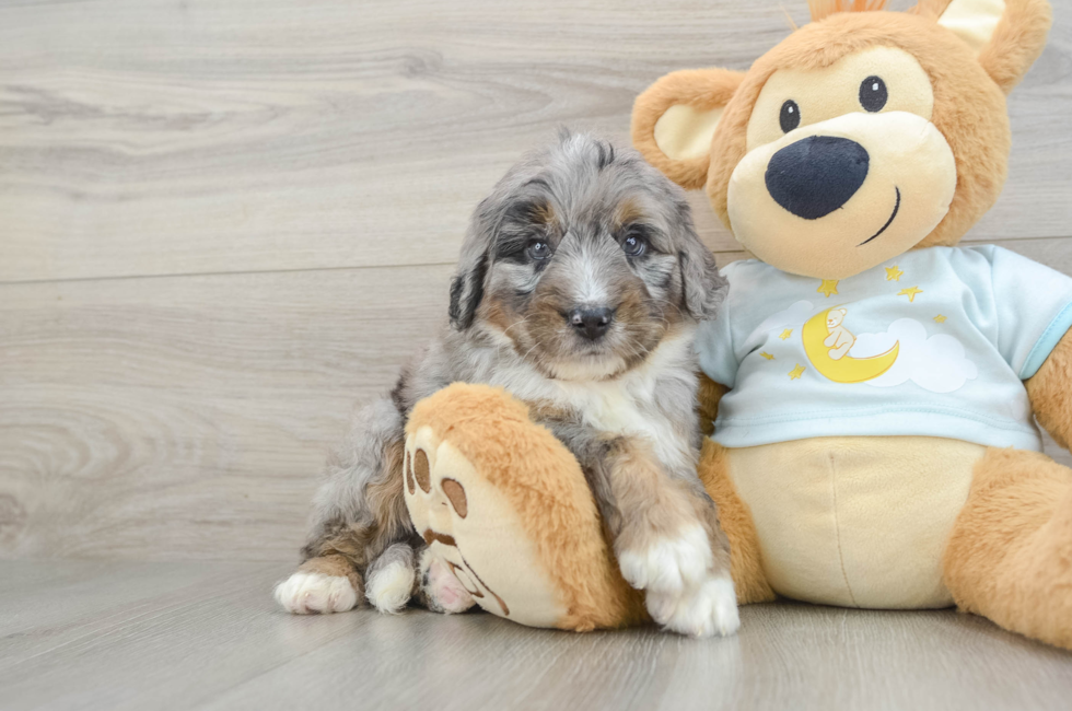 5 week old Mini Bernedoodle Puppy For Sale - Florida Fur Babies