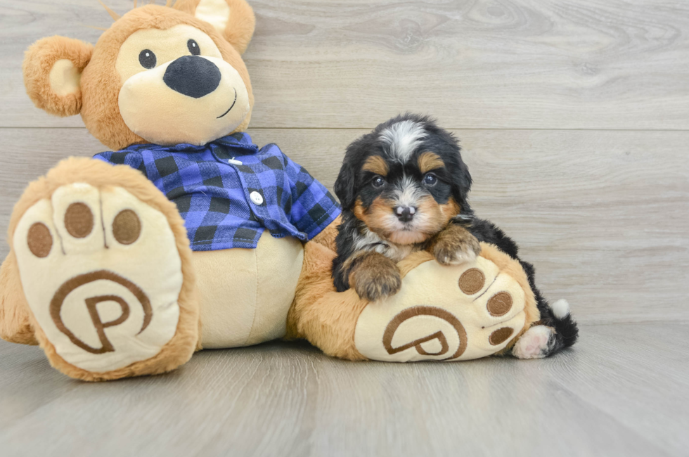 7 week old Mini Bernedoodle Puppy For Sale - Florida Fur Babies
