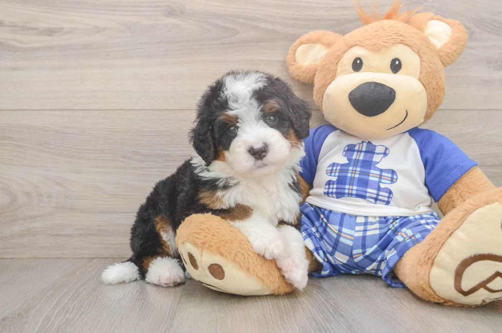 5 week old Mini Bernedoodle Puppy For Sale - Florida Fur Babies