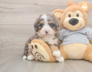 7 week old Mini Bernedoodle Puppy For Sale - Florida Fur Babies