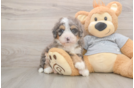 Mini Bernedoodle Puppy for Adoption