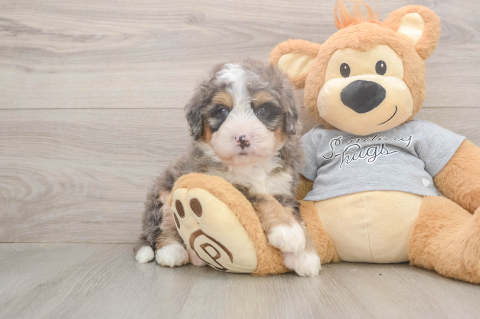 Mini Bernedoodle Puppy for Adoption