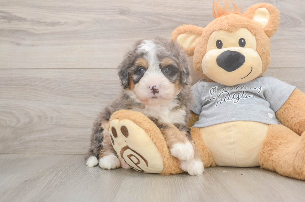 8 week old Mini Bernedoodle Puppy For Sale - Florida Fur Babies