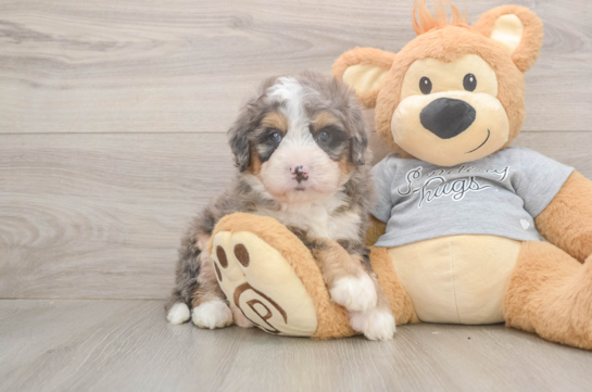 Mini Bernedoodle Puppy for Adoption