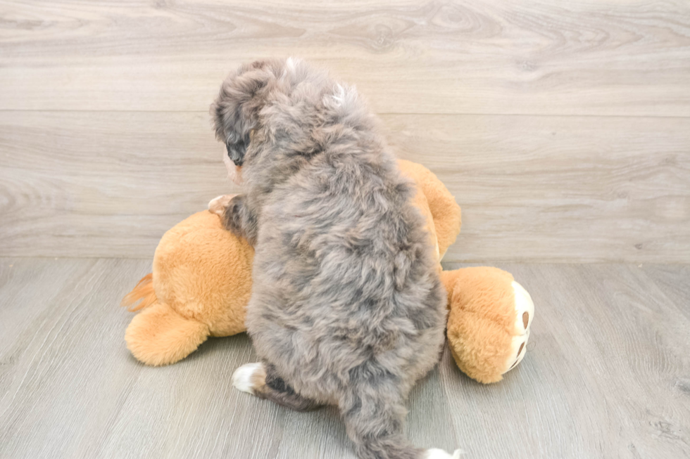 Best Mini Bernedoodle Baby