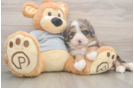 Hypoallergenic Mini Bernepoo Poodle Mix Puppy