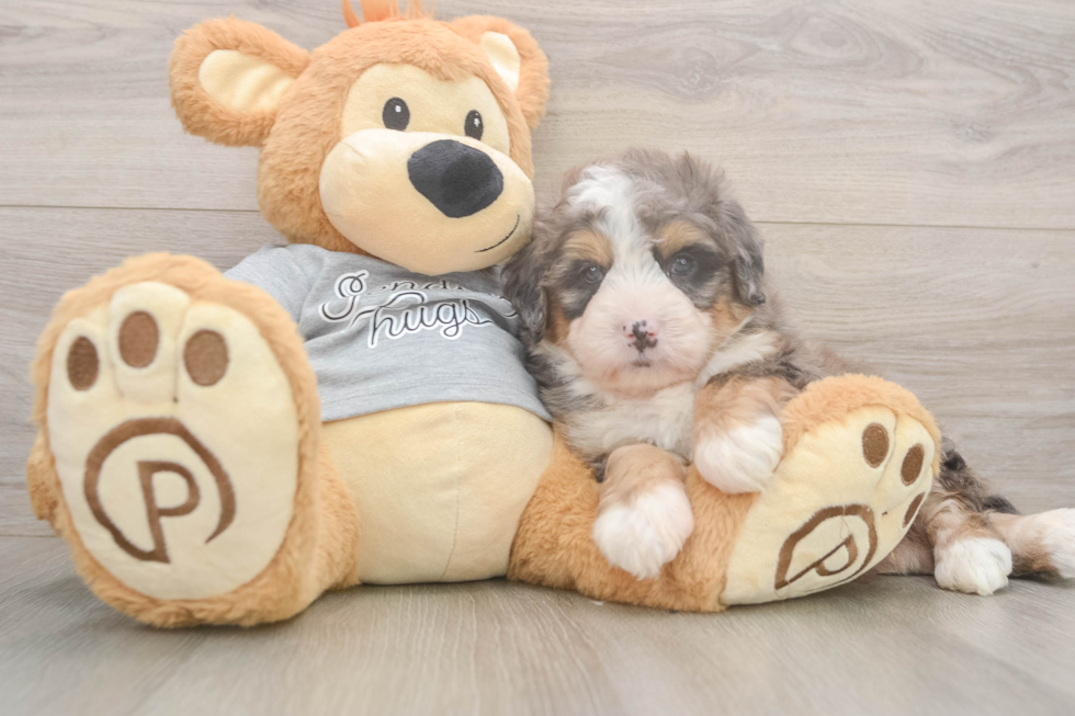 Hypoallergenic Mini Bernepoo Poodle Mix Puppy