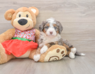 5 week old Mini Bernedoodle Puppy For Sale - Florida Fur Babies
