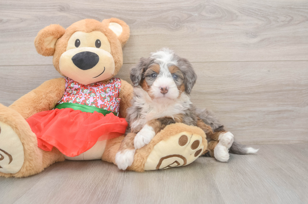 5 week old Mini Bernedoodle Puppy For Sale - Florida Fur Babies