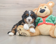 6 week old Mini Bernedoodle Puppy For Sale - Florida Fur Babies