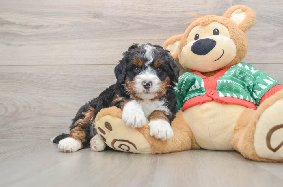 5 week old Mini Bernedoodle Puppy For Sale - Florida Fur Babies