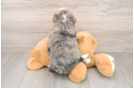 Cute Mini Bernedoodle Baby