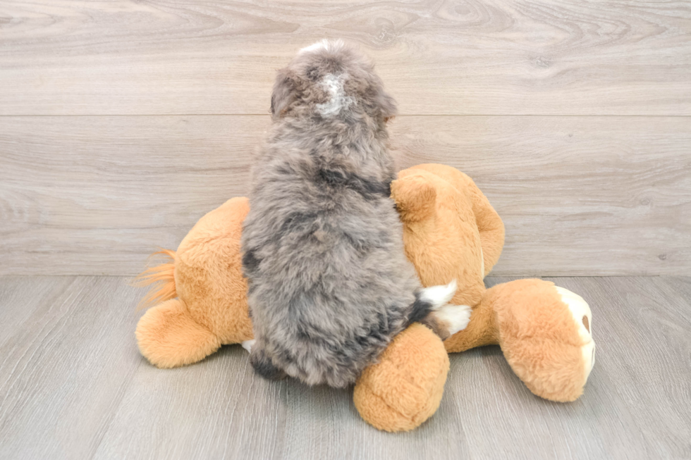 Cute Mini Bernedoodle Baby