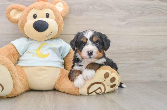 Best Mini Bernedoodle Baby