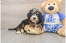 Mini Bernedoodle Puppy for Adoption