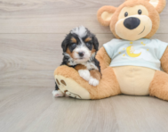 5 week old Mini Bernedoodle Puppy For Sale - Florida Fur Babies