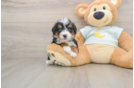 Mini Bernedoodle Pup Being Cute