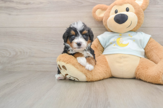 Mini Bernedoodle Pup Being Cute