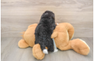 Best Mini Bernedoodle Baby