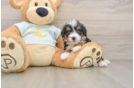 Energetic Mini Bernadoodle Poodle Mix Puppy